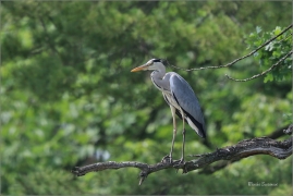 <p>VOLAVKA POPELAVÁ (Ardea cinerea) ---- /Grey heron - Graureiher/</p>